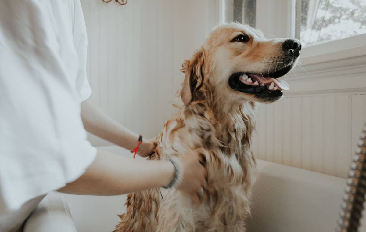 Veterinaria