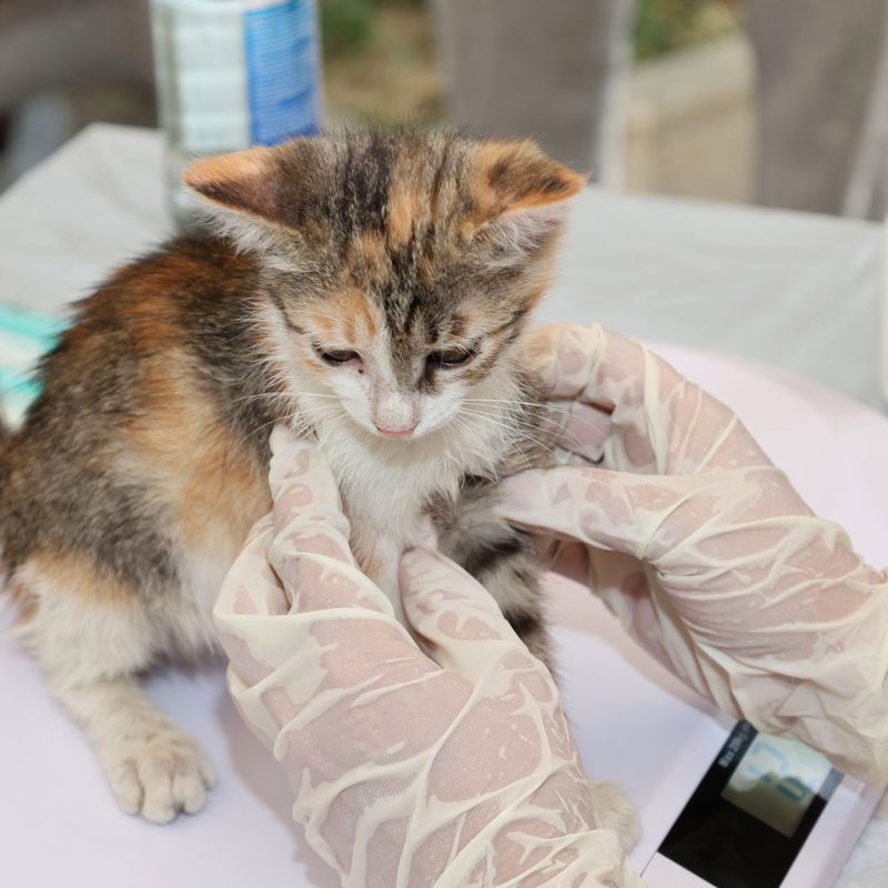 También gatos