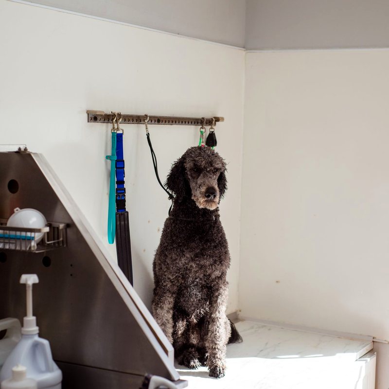 Peluquería canina